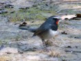 /album/some-overseas-trips/white-tailed-rubythroat-2-corbett-jpg/